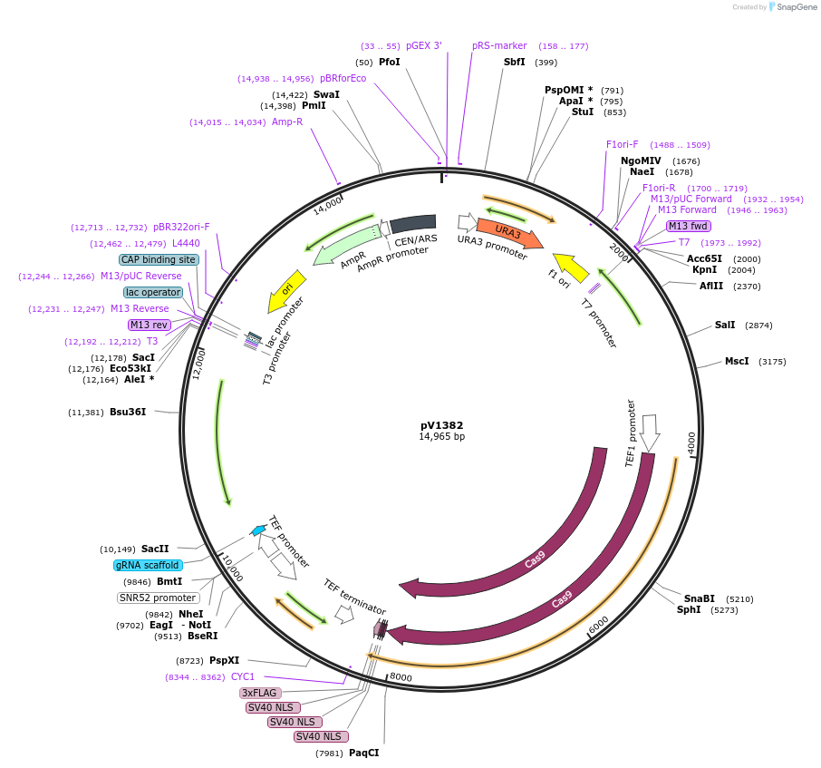 111436-plasmid-map-sequence-id-212593