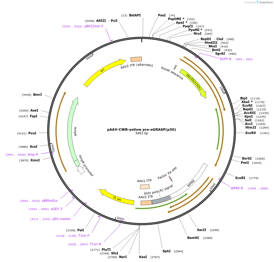 111587-plasmid-map-sequence-id-212594