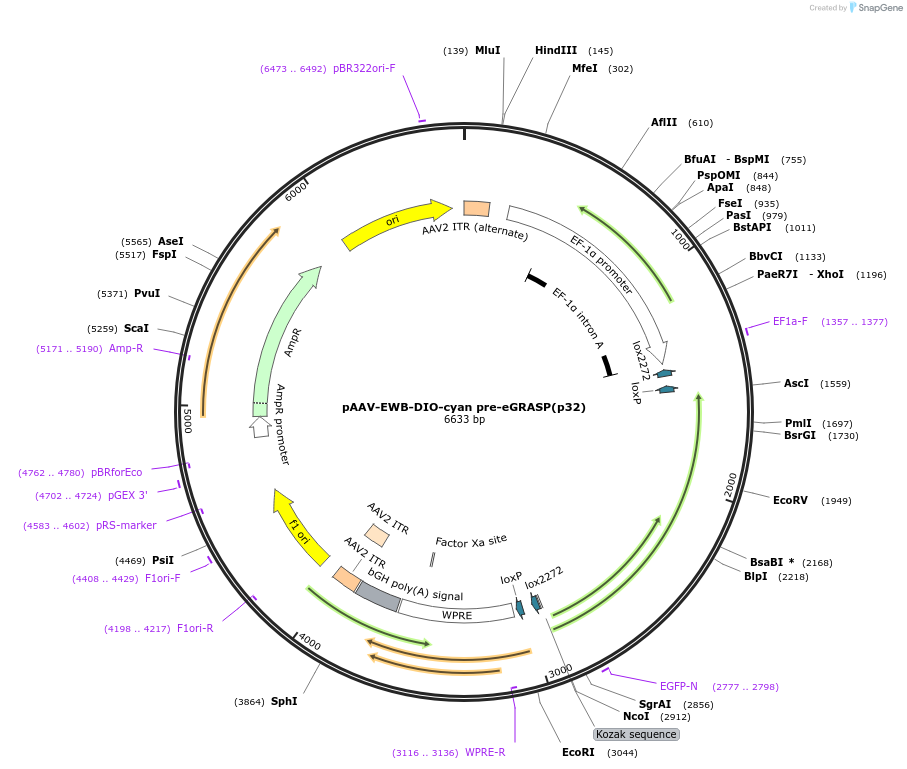 111589-plasmid-map-sequence-id-212596