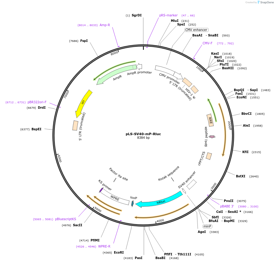 106292-plasmid-map-sequence-id-212597