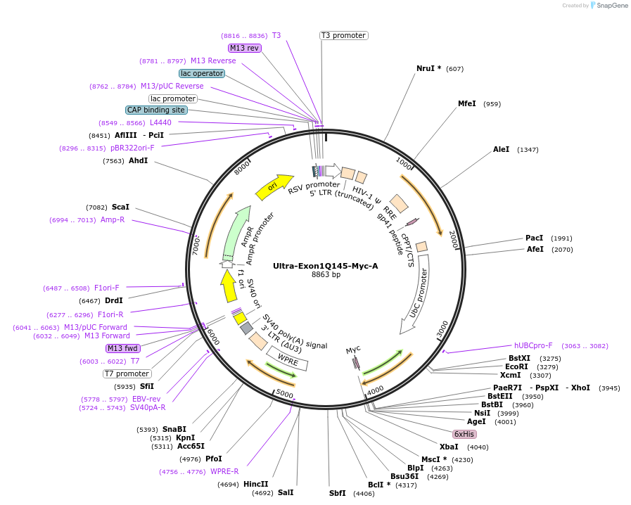 110487-plasmid-map-sequence-id-212608