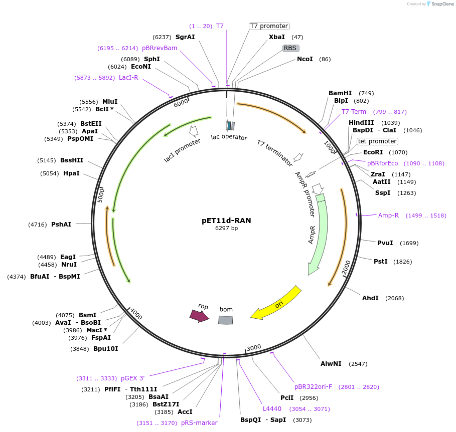 108919-plasmid-map-sequence-id-212610