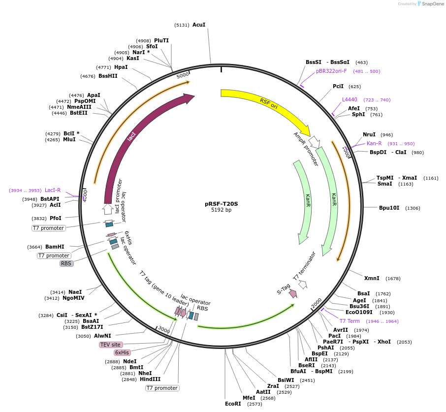 110805-plasmid-map-sequence-id-212611