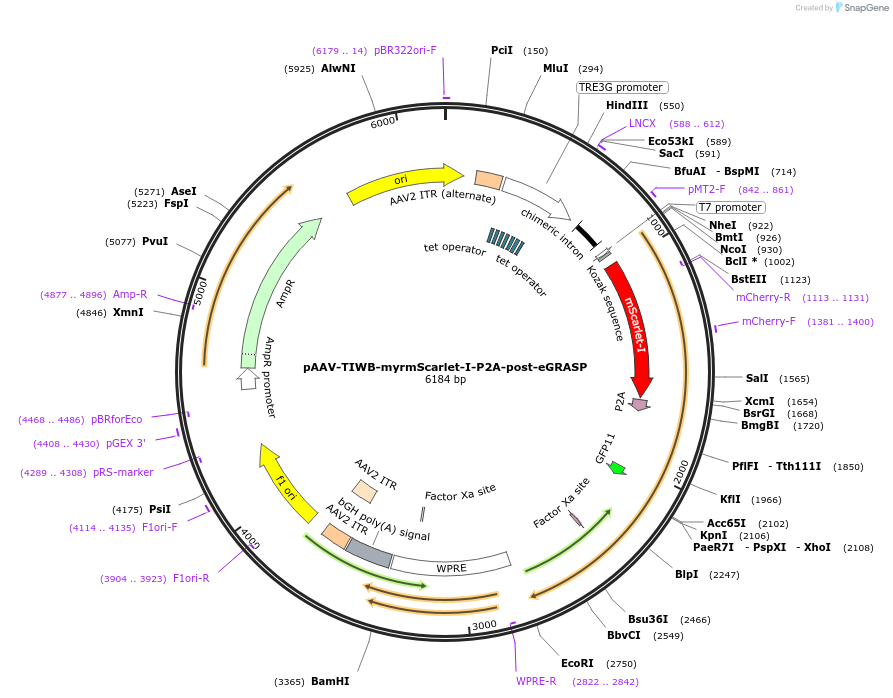 111584-plasmid-map-sequence-id-212614