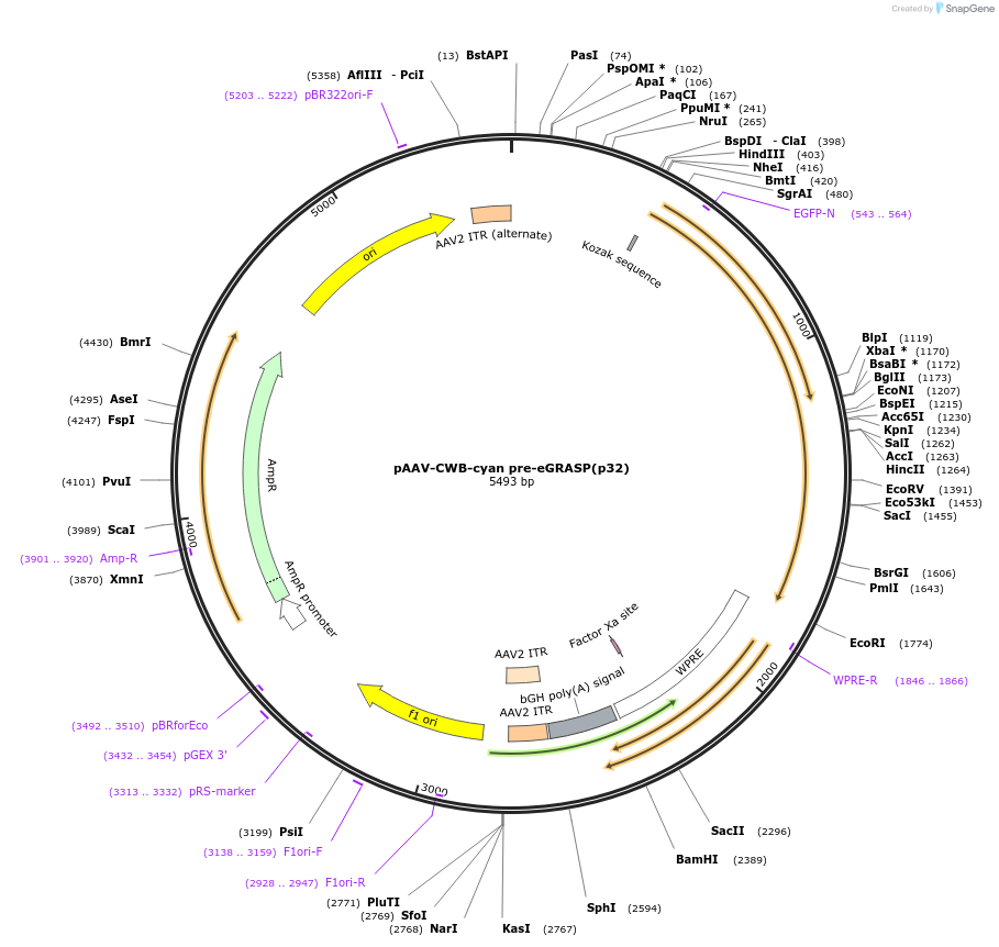 111579-plasmid-map-sequence-id-212622