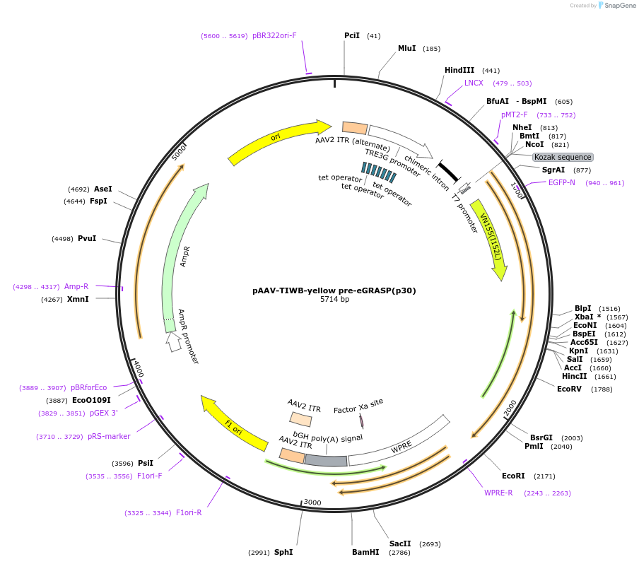 111588-plasmid-map-sequence-id-212624
