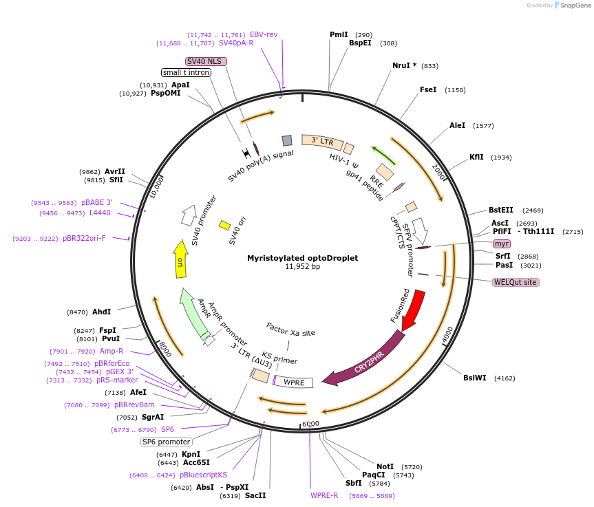 111507-plasmid-map-sequence-id-212626