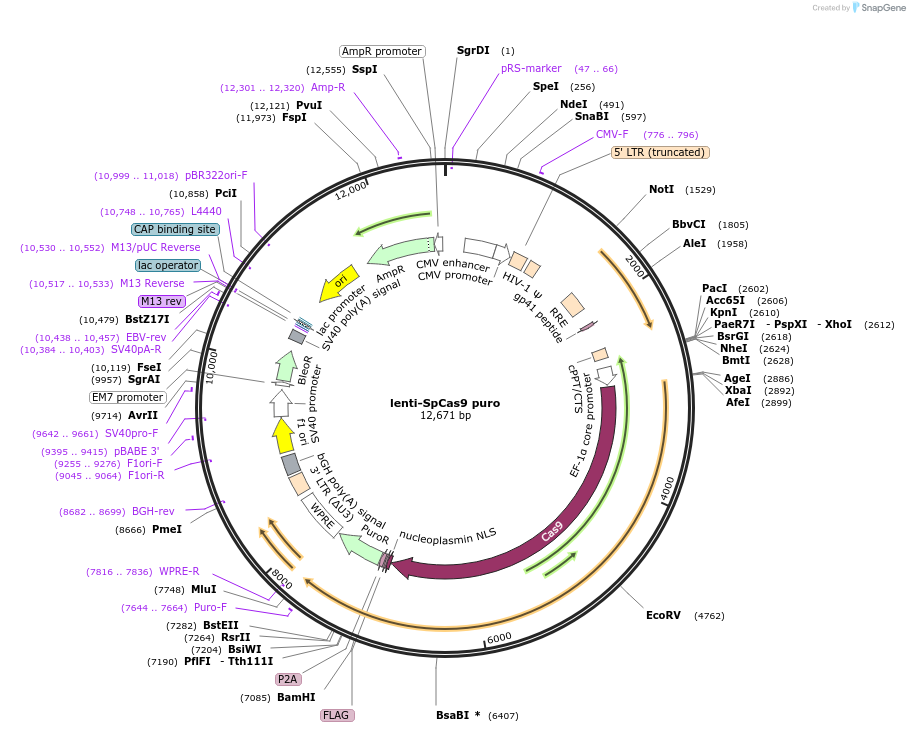 104994-plasmid-map-sequence-id-212630