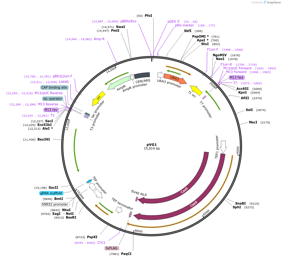111444-plasmid-map-sequence-id-212632