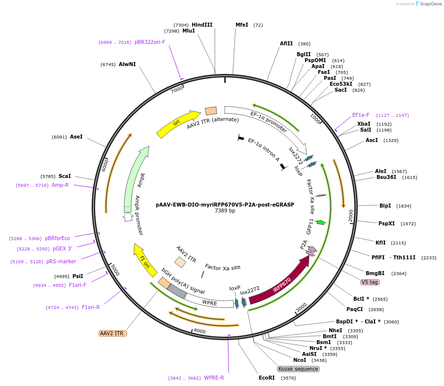 111585-plasmid-map-sequence-id-212635