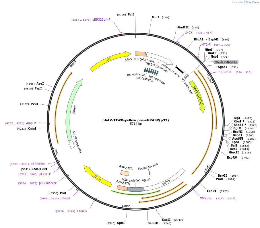 111582-plasmid-map-sequence-id-212642