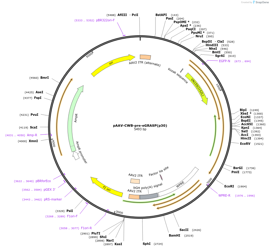 111597-plasmid-map-sequence-id-212643