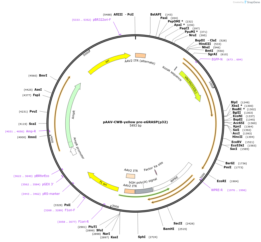 111580-plasmid-map-sequence-id-212646