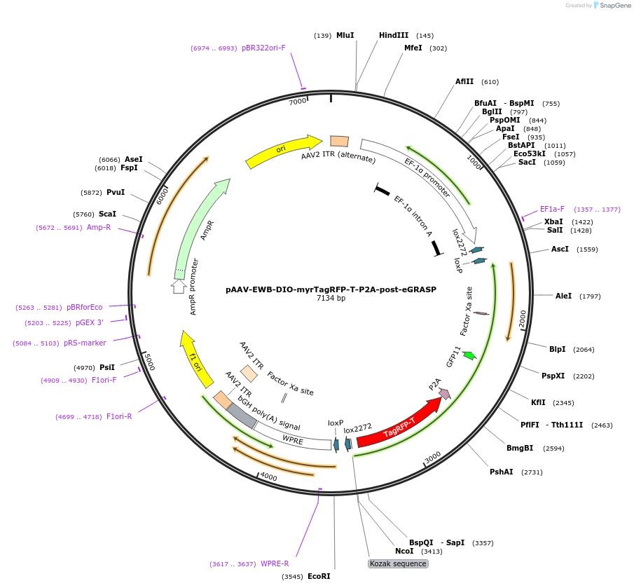 111581-plasmid-map-sequence-id-212650