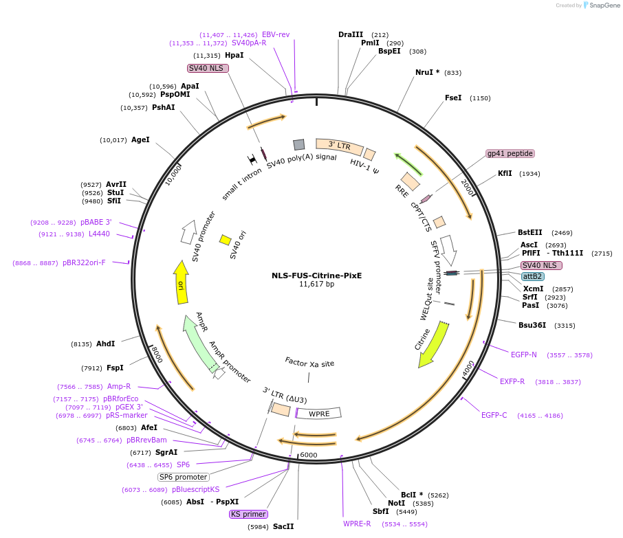 111506-plasmid-map-sequence-id-212657