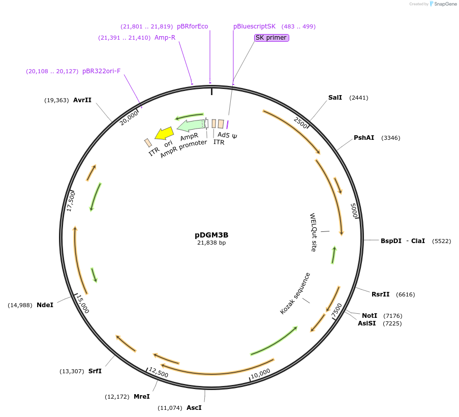 110809-plasmid-map-sequence-id-212664
