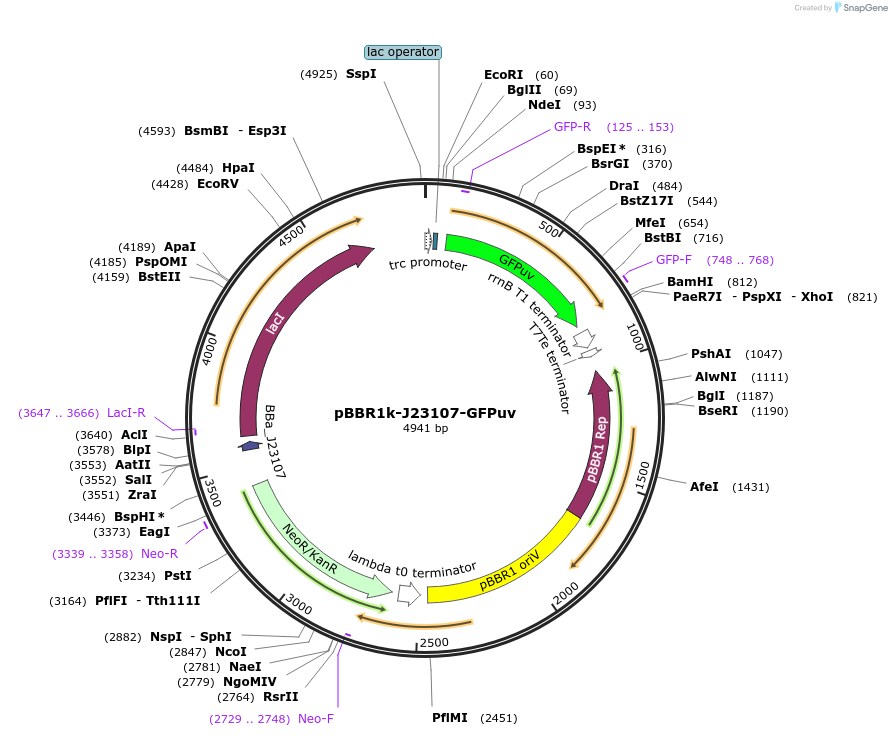106389-plasmid-map-sequence-id-212665