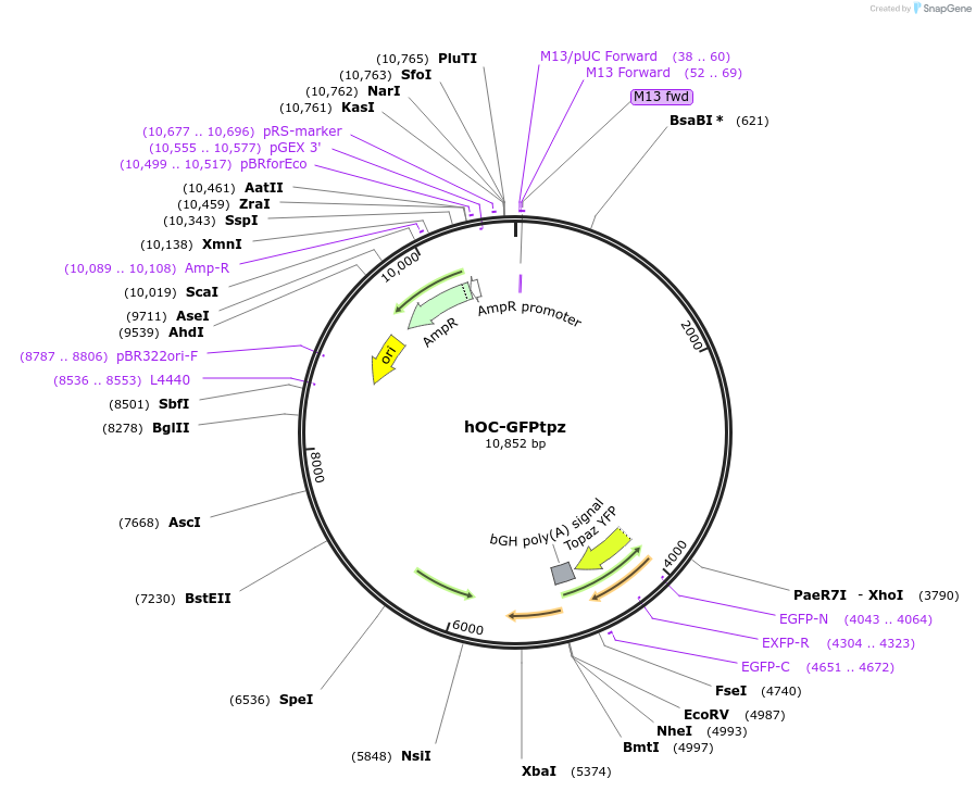 110207-plasmid-map-sequence-id-212674