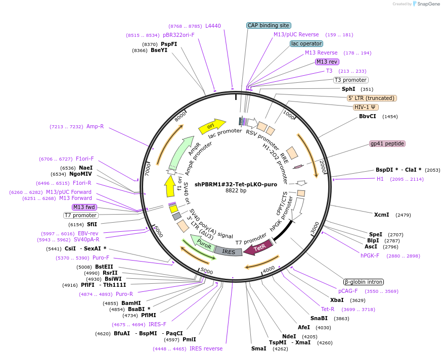 107399-plasmid-map-sequence-id-212675