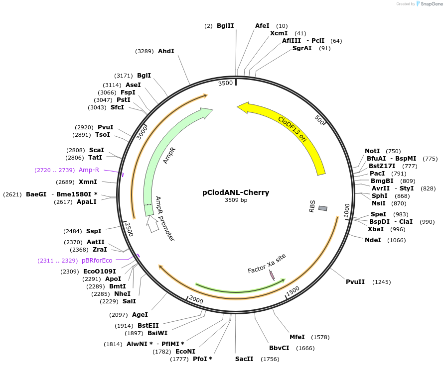107870-plasmid-map-sequence-id-212676