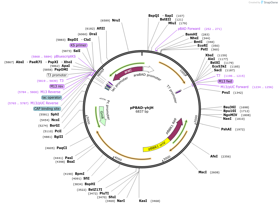 111613-plasmid-map-sequence-id-212682