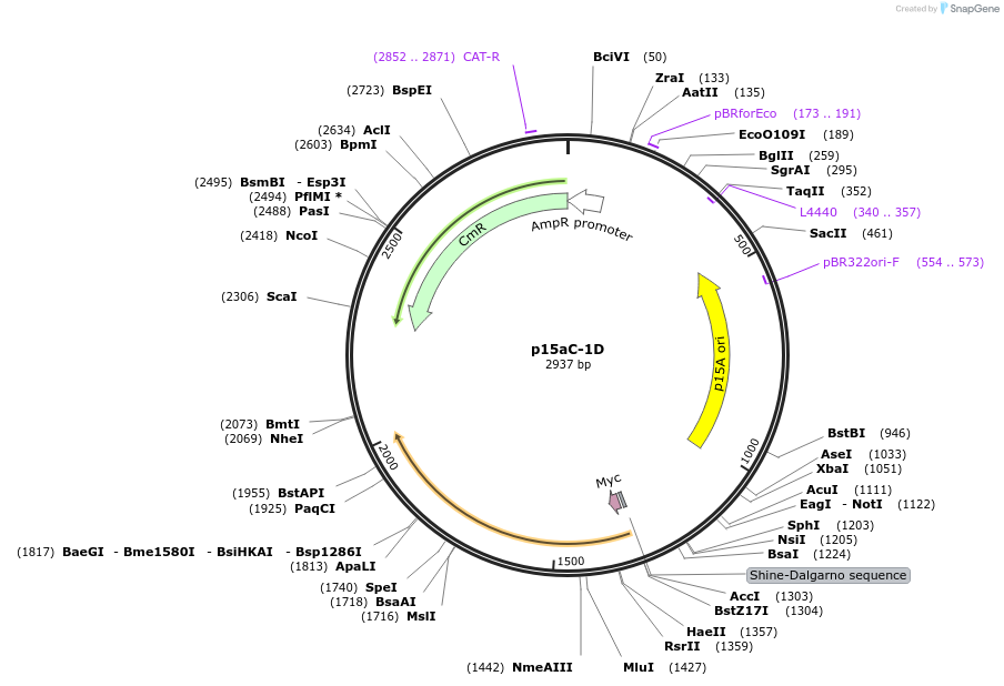 107863-plasmid-map-sequence-id-212683