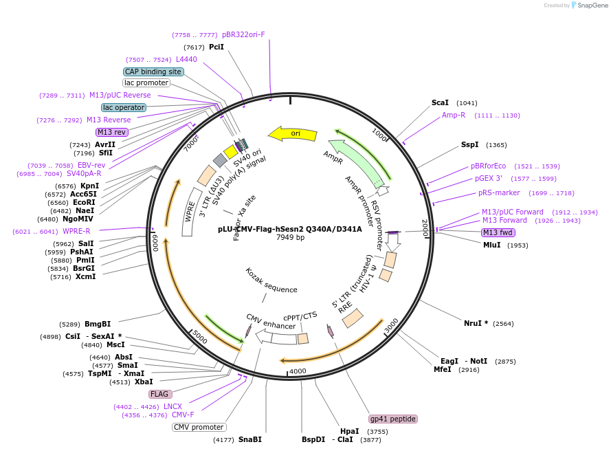 111788-plasmid-map-sequence-id-212691