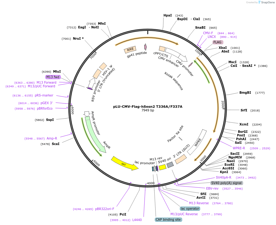 111787-plasmid-map-sequence-id-212692