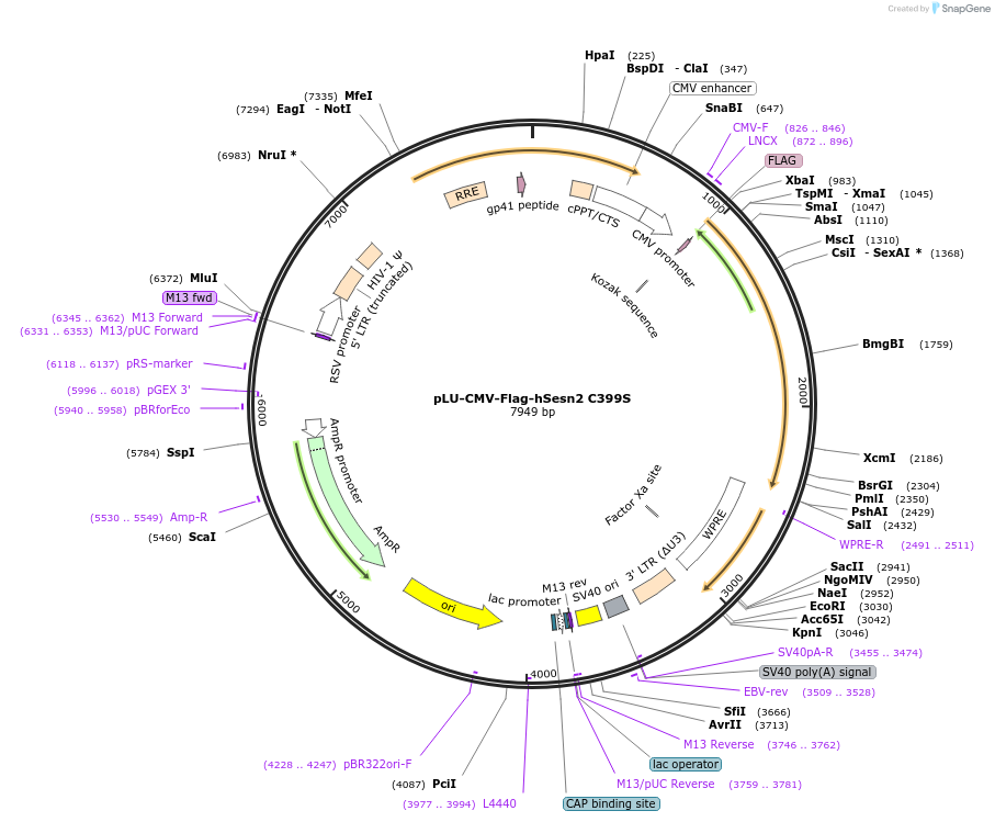 111783-plasmid-map-sequence-id-212694