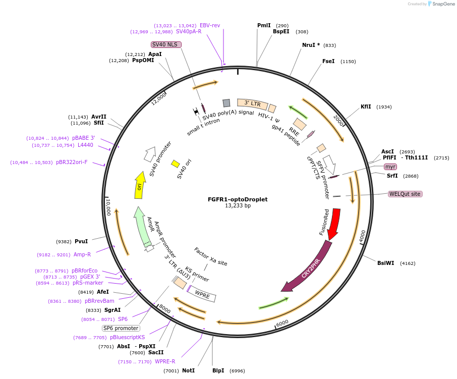 111509-plasmid-map-sequence-id-212696
