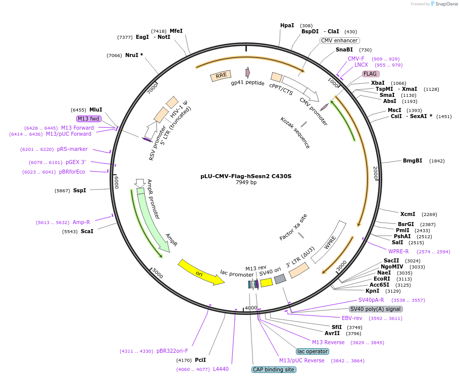111786-plasmid-map-sequence-id-212698