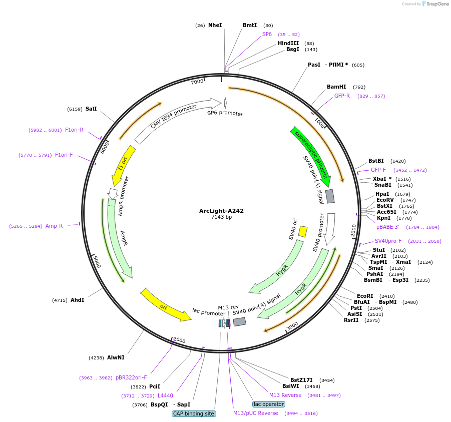 36857-plasmid-map-sequence-id-212699