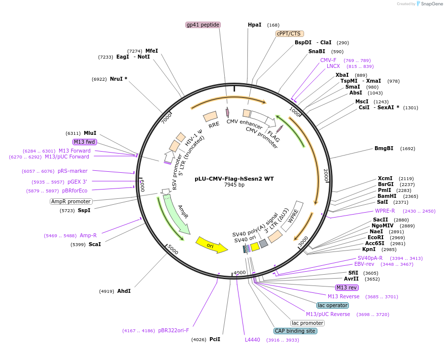 111776-plasmid-map-sequence-id-212700