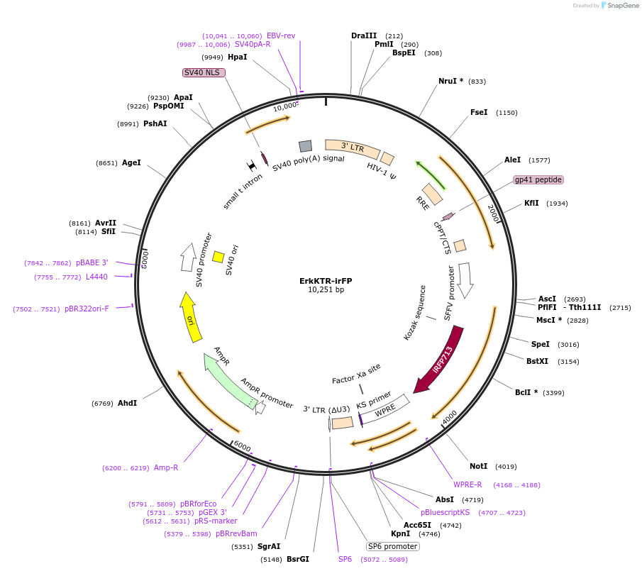 111510-plasmid-map-sequence-id-212703