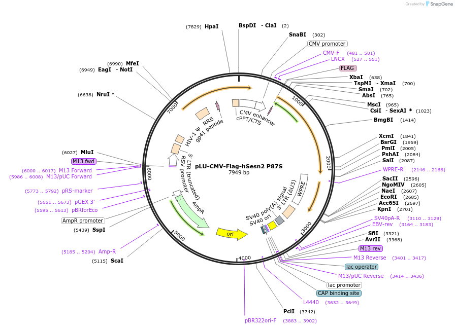 111779-plasmid-map-sequence-id-212704