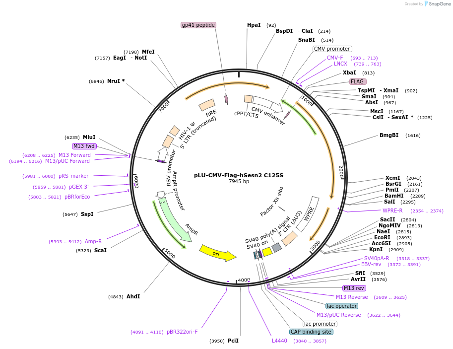 111777-plasmid-map-sequence-id-212709