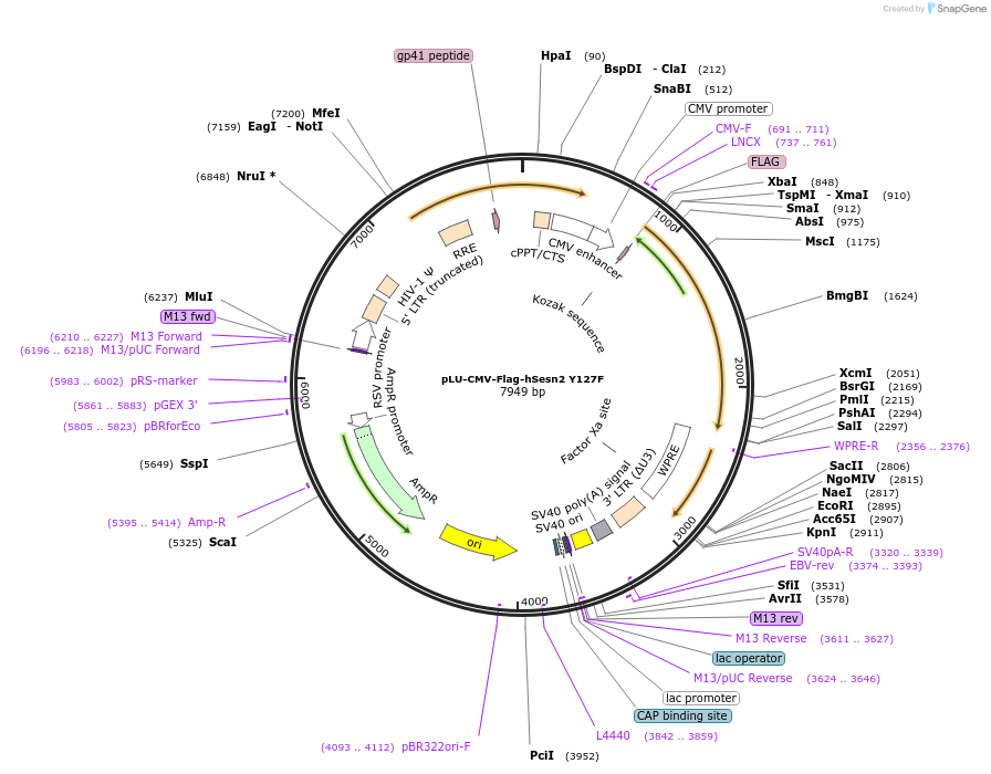 111781-plasmid-map-sequence-id-212710