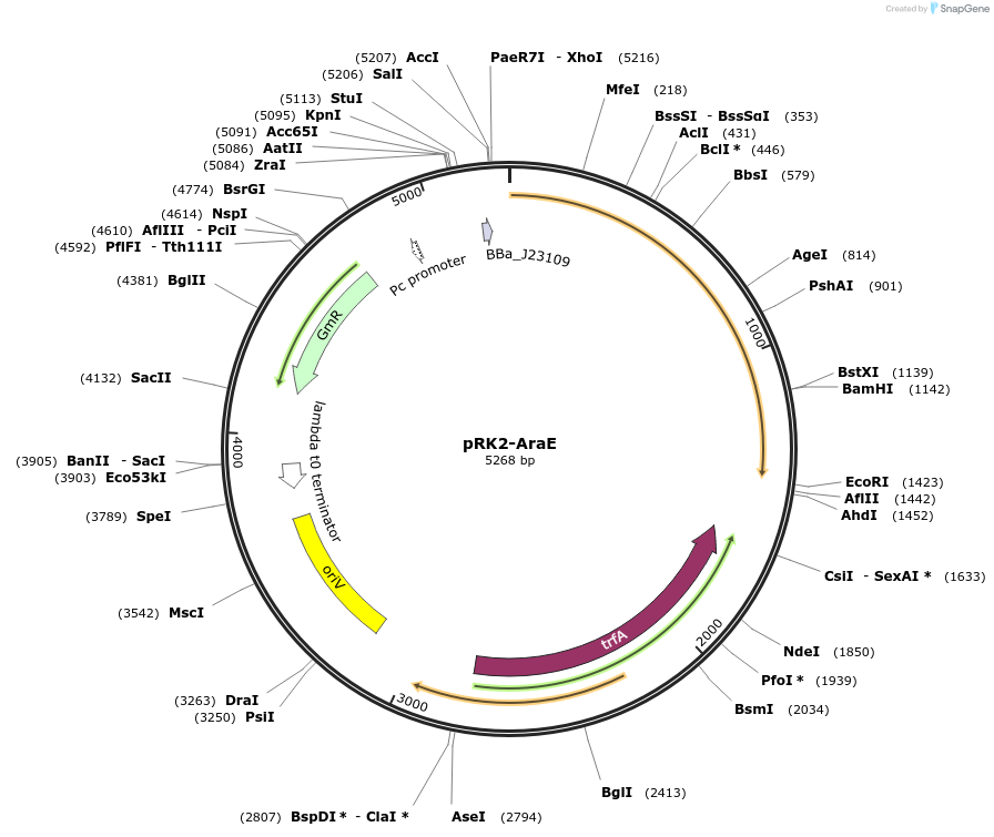 110141-plasmid-map-sequence-id-212717