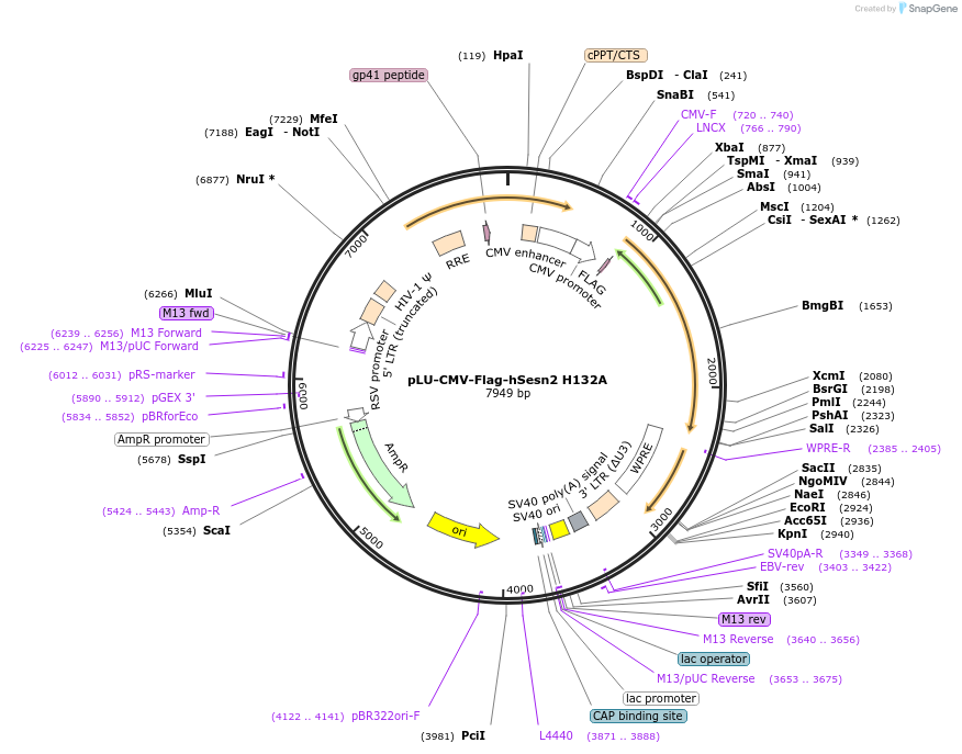 111780-plasmid-map-sequence-id-212719