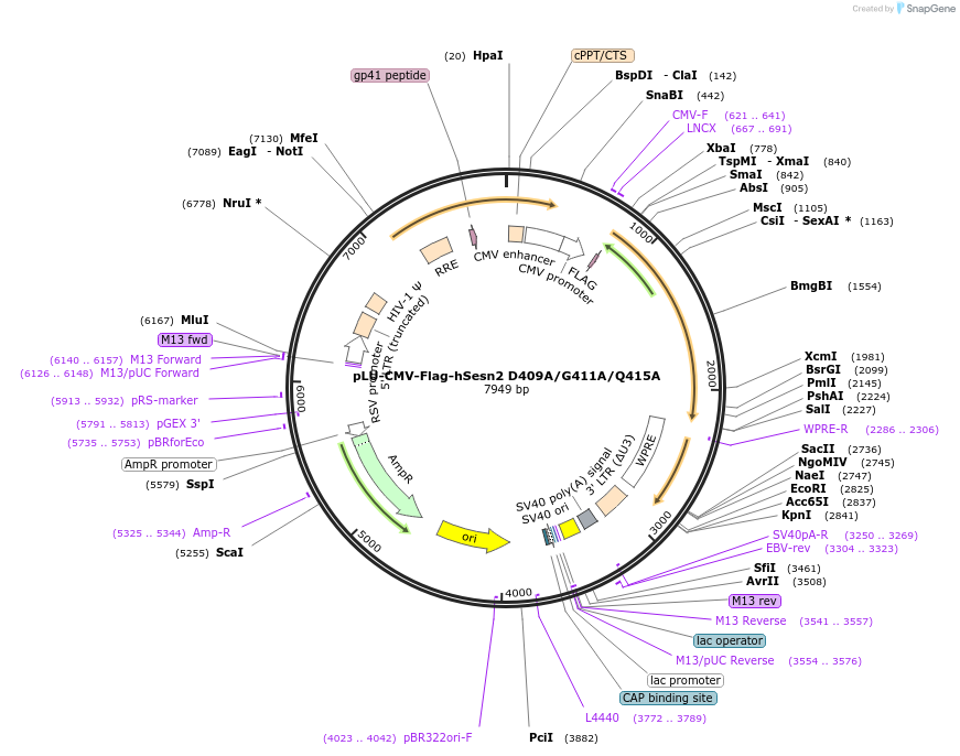 111791-plasmid-map-sequence-id-212725