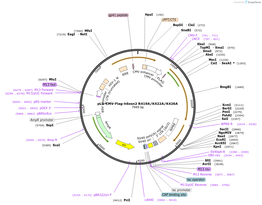 111793-plasmid-map-sequence-id-212726