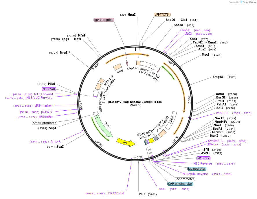 111778-plasmid-map-sequence-id-212728