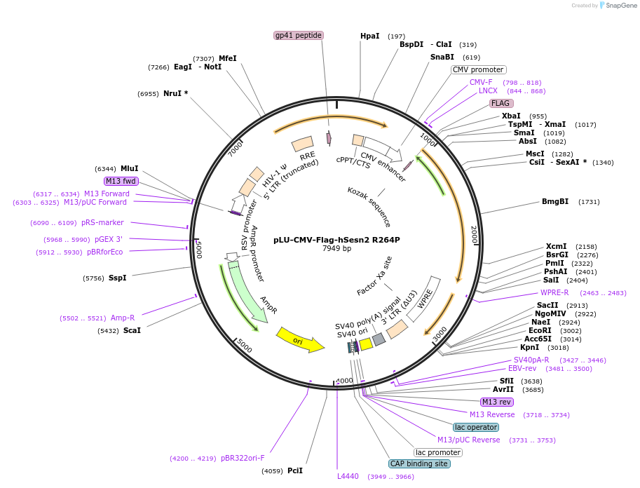 111784-plasmid-map-sequence-id-212732
