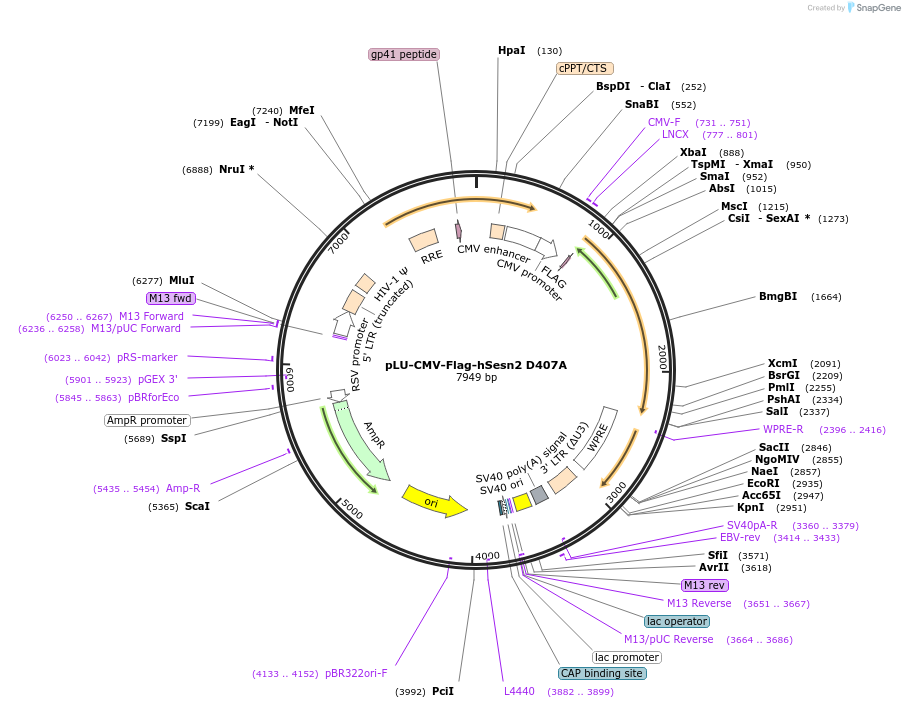 111795-plasmid-map-sequence-id-212736