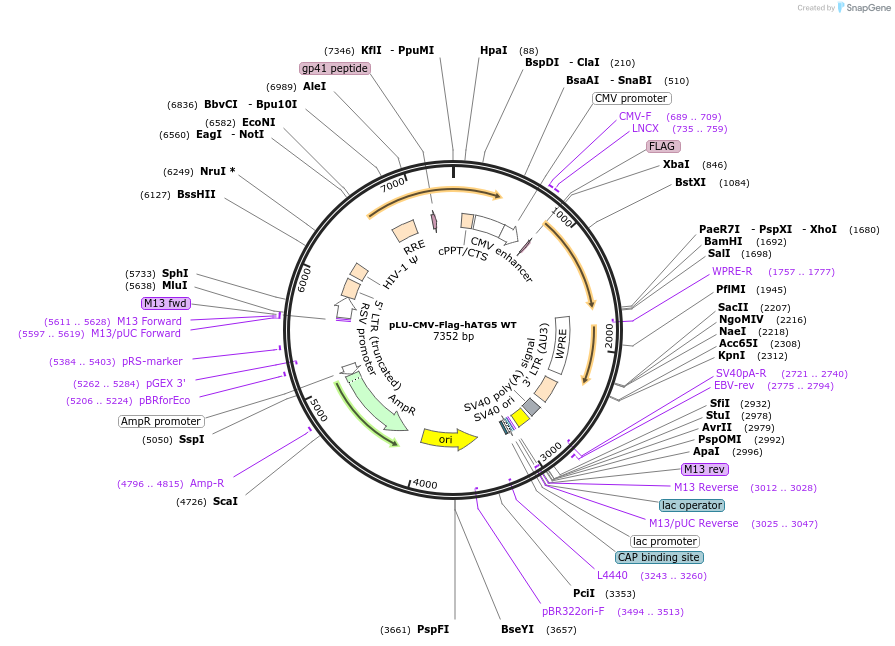 111803-plasmid-map-sequence-id-212742
