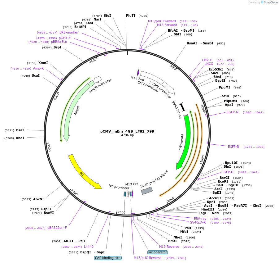 100490-plasmid-map-sequence-id-212744