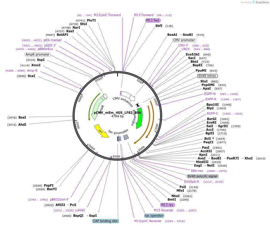 100492-plasmid-map-sequence-id-212746