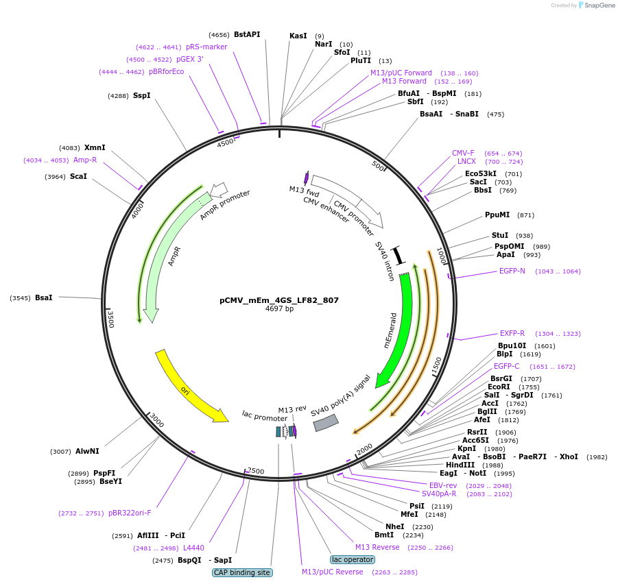 100493-plasmid-map-sequence-id-212748
