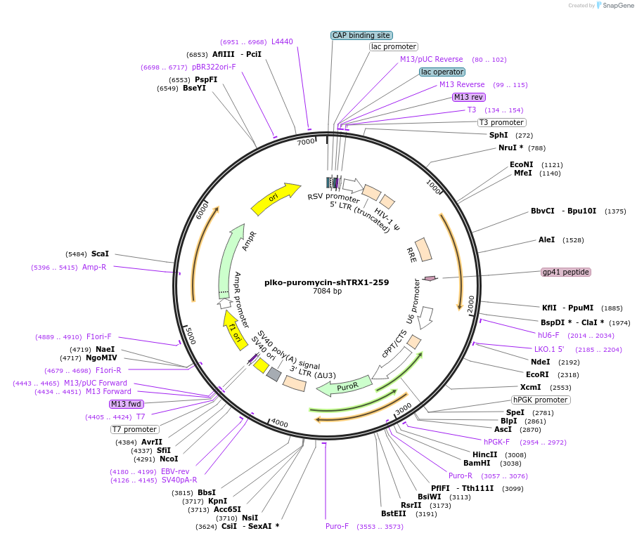 110921-plasmid-map-sequence-id-212753