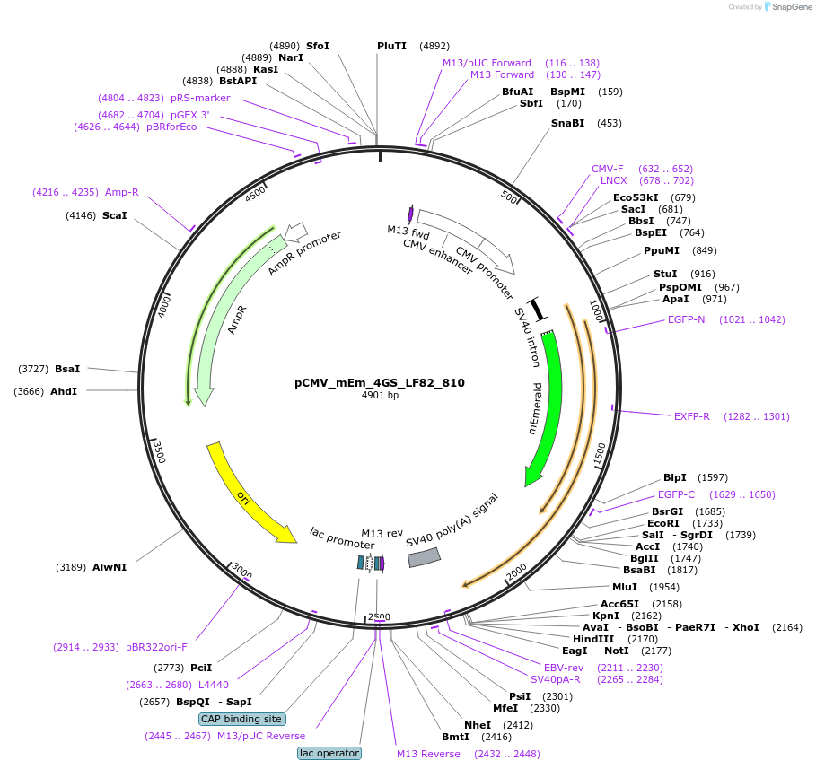 100494-plasmid-map-sequence-id-212754